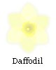 Daffodil Watermark Graphic